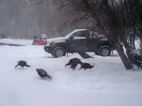 Turkeys - Appleton, Maine