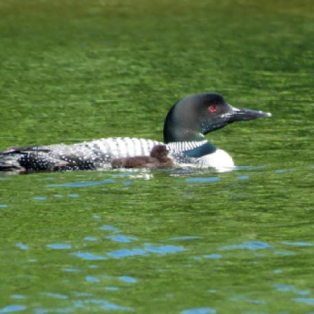 Loon and Chicks -- Photo by Lou Dagneau